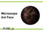 Microscope Ant Face: Ant Anatomy Revealed Microscope Ant Face