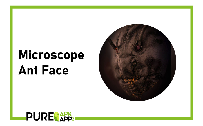 Microscope Ant Face
